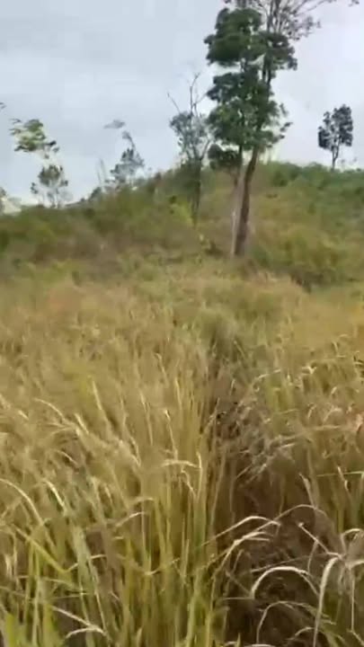 Đất nền Đăk Glong 4ha 1.7 tỷ - Tiềm năng tăng giá vượt trội!