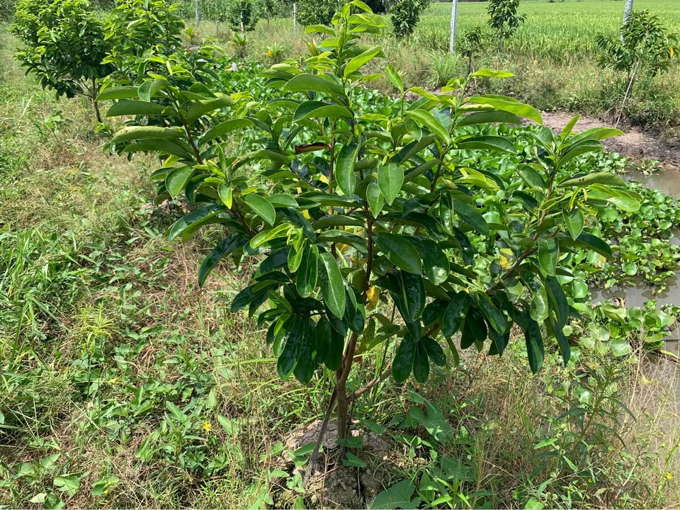 Đất lúa Ô Môn 4000m² giá 1.85 tỷ - Tiềm năng tăng giá!