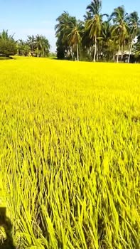 Bán 2 Công Đất Vườn Tiền Giang - Sổ Đỏ Rõ Ràng, Giá Đầu Tư