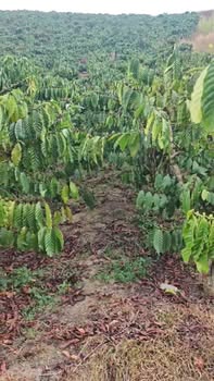 Đất Nền Xã Đạ Đờn, Lâm Hà 12298m² - Tiềm Năng Tăng Giá Vượt Trội