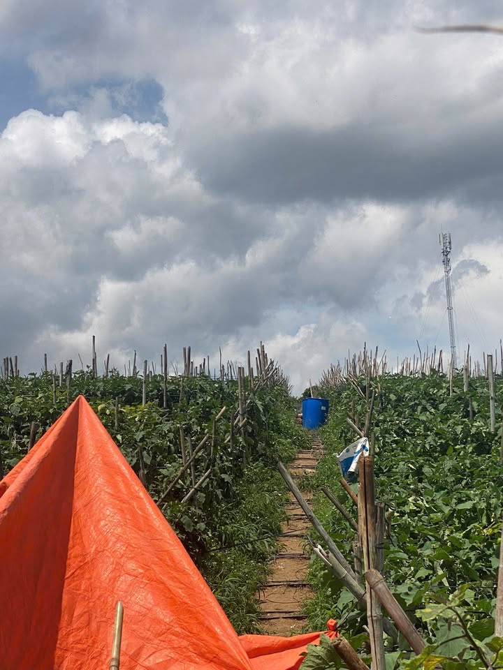 Đất Nền 5000m² Lâm Hà, Lâm Đồng - Tiềm Năng Tăng Giá Vượt Trội!