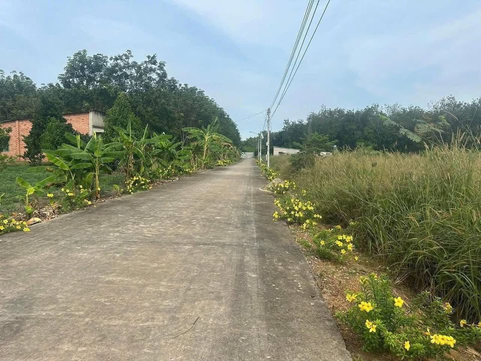 Đất nền Tân Hiệp, Phú Giáo 550 triệu - Đất thổ cư 100%!