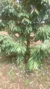 Bán Đất Vườn Sầu Riêng Tân Phú, Đồng Nai - 3.5 Tỷ, 3240m²