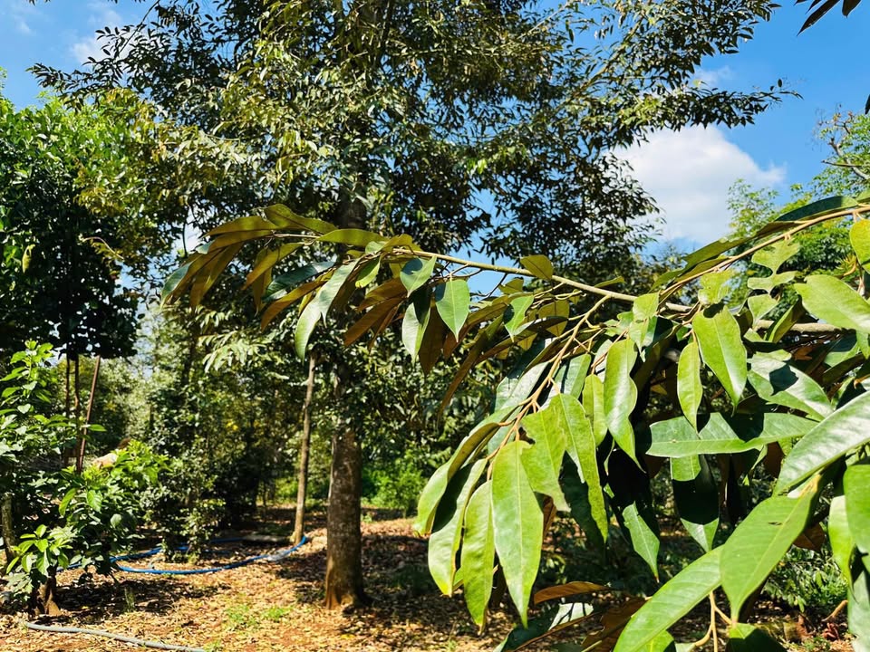 Đất Vườn Sầu Riêng 1008m² Sổ Riêng Tại Xuân Lộc, Đồng Nai - Giá 1.7 Tỷ