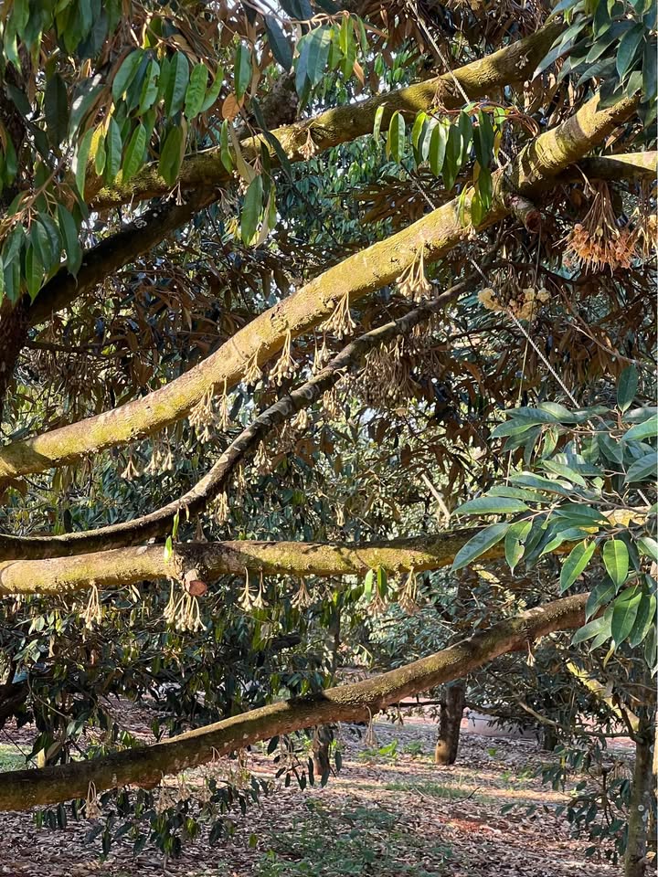 Đất Nền Hàng Gòn 95m² - Giá 400 Triệu - Sổ Hồng Sẵn Sàng