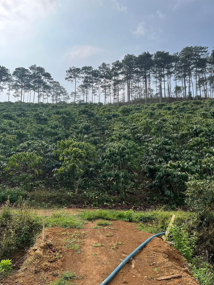 Bán Gấp 1.1ha Vườn Cà Phê Giống Mới - Đam Rông, Lâm Đồng - 2.5 Tỷ