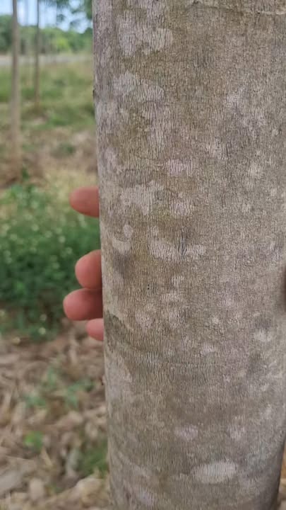 Bán Gấp Farm 1.7ha Mặt Tiền QL14C, Đức Cơ, Gia Lai - Tiềm Năng Vô Hạn