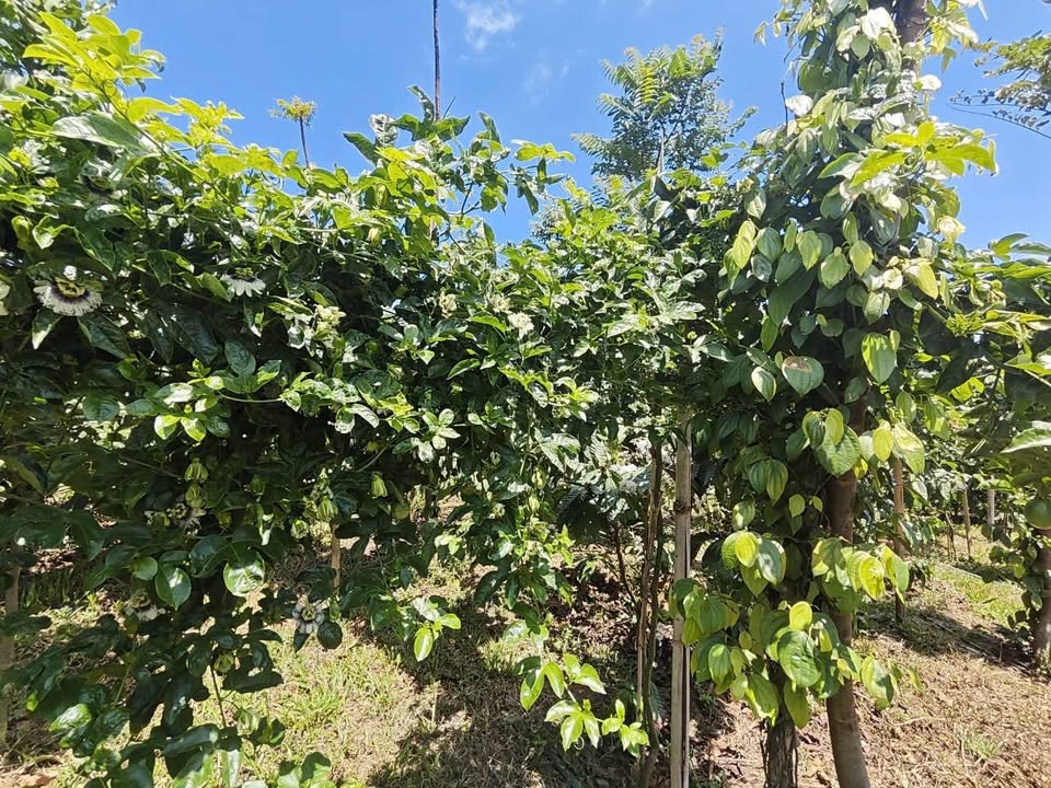 Đất vườn Kon Thụp Gia Lai 30.6ha 3.9 tỷ - Sinh thái xanh