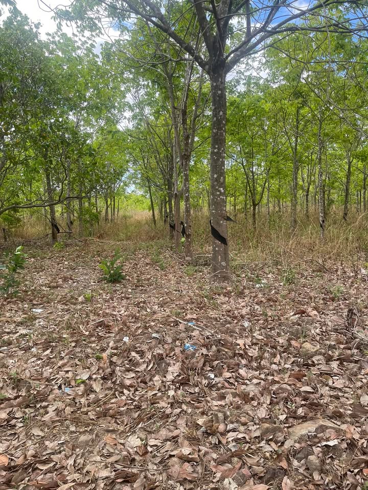 Đất vườn Ia Le, Chư Pưh 6.2ha hơn 1 tỷ - Giá đầu tư tốt!