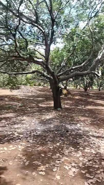 Đất nền Ia Khai, Gia Lai 5636m² giá 1.2 tỷ - Sổ hồng chính chủ