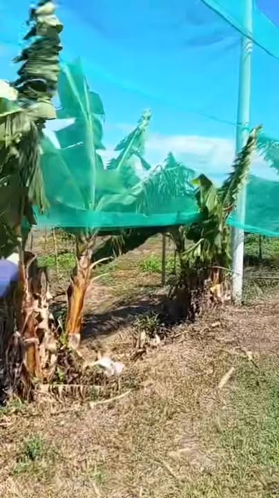 Bán Gấp Trang Trại 2.1ha Tại Chư Păh, Gia Lai - Sổ Đỏ, Sẵn Sàng Thu Hoạch