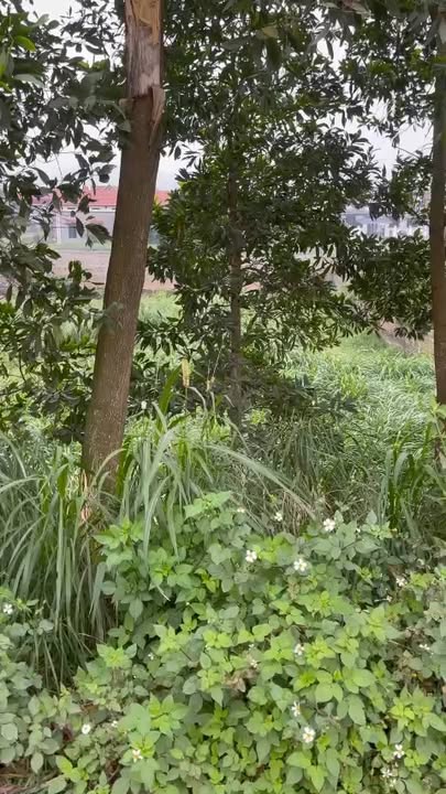 Đất nền Tỉnh lộ 317 Thanh Thủy 100m² - Tiềm năng tăng giá!