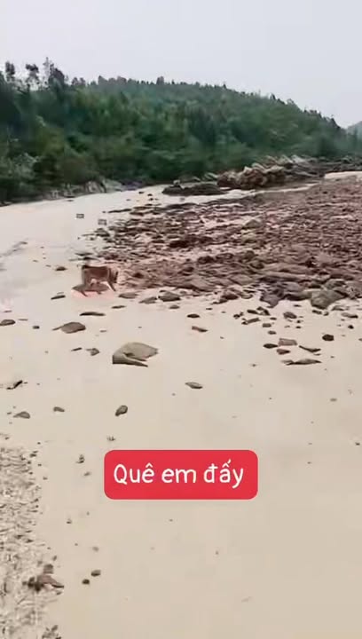 Đất rừng sản xuất Quan Lạn 50.000m² - Tiềm năng đầu tư dài hạn!