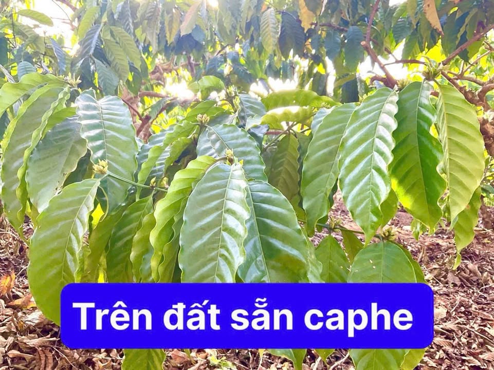 Đất nền Hồng Cư M'Gar 1000m² - Sổ đỏ chính chủ, giá chỉ 229 triệu