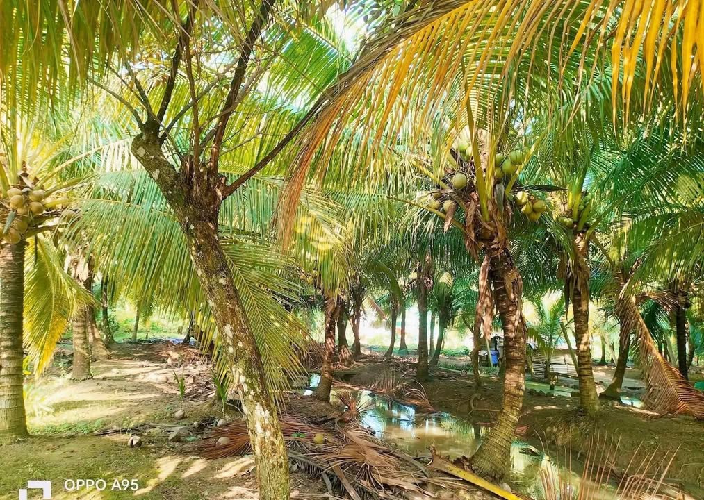 Đất Vườn Mặt Tiền Song Thuận, Châu Thành, Tiền Giang - 430m² Giá 800 Triệu