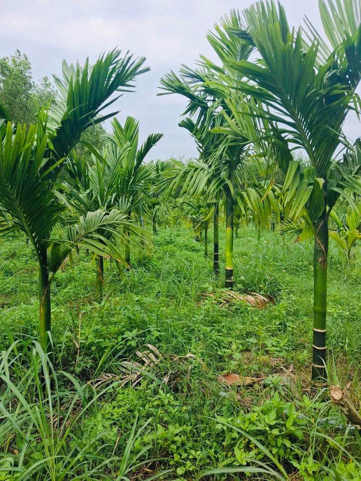 Bán Gấp Farm Mộ Đức 1700m² - 350 Cây Cau 3 Năm Tuổi - Giá 3 Tỷ