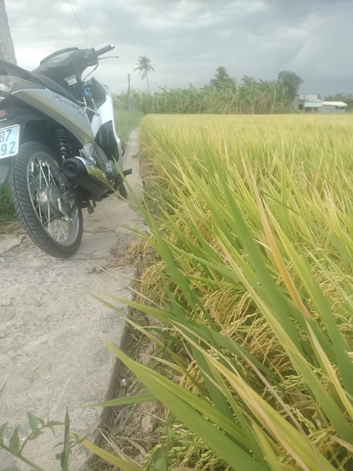 Đất nền Gò Công Tây 125m² giá 135 triệu - Giá F0 CĐT!