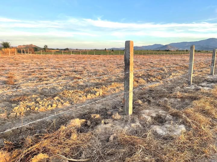 Đất nền Ninh Sơn 1000m² chỉ 195 triệu - Sổ hồng chính chủ