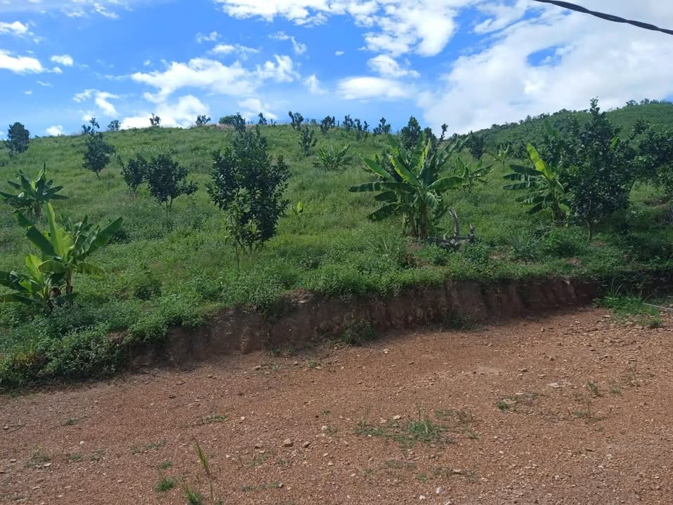 Đất Vườn 9000m² Khánh Nam, Khánh Vĩnh - Bám Tỉnh Lộ 8B, Giá 2.25 Tỷ