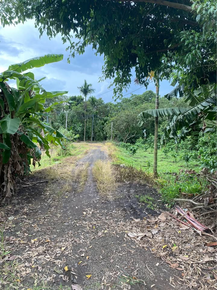 Bán Đất Nông Nghiệp 1ha TP. Buôn Ma Thuột - Nhà Vườn Nghỉ Dưỡng Sẵn Sàng