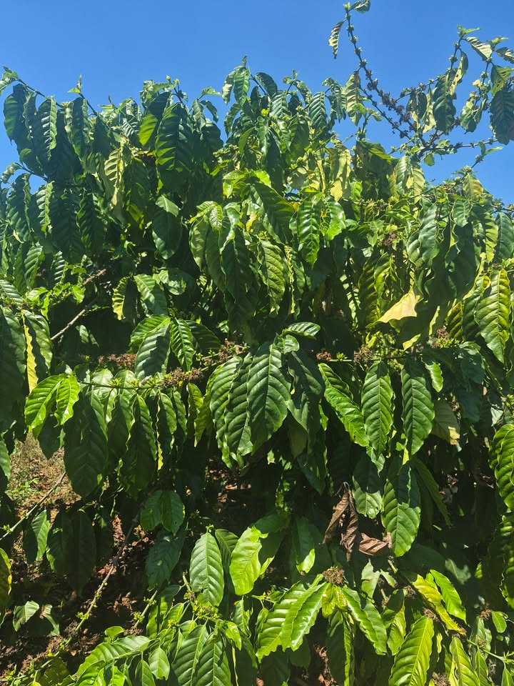 Đất Mặt Tiền Đường Tân Hà, Đức Trọng 1944m² - Chỉ 3.15 Tỷ