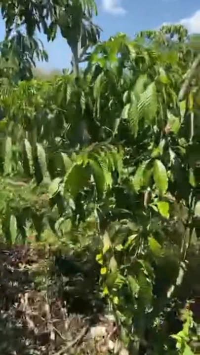 Đất nền Bảo Lâm 1083m² giá 1.85 tỷ - Tiềm năng tăng giá!