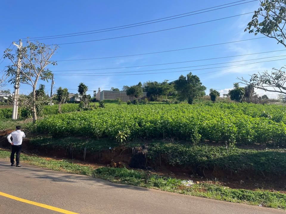 Đất Mặt Tiền Lý Thái Tổ, Bảo Lộc - 250m² Sẵn Sổ Hồng - Giá 1.9 Tỷ