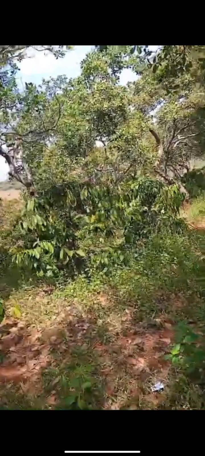 Đất nền Phú Sơn Bù Đăng 10ha - Tiềm năng tăng giá vượt trội!