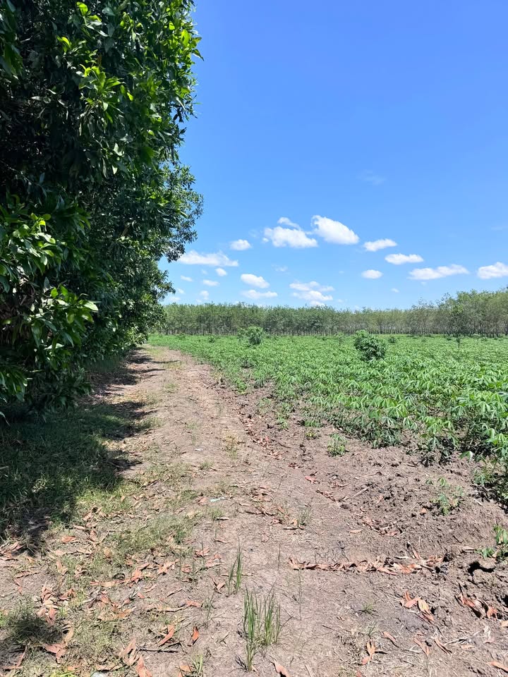 Bán Gấp Đất Vàng 10.000m² Mặt Tiền Đường Đất Xã Thạnh Bắc, Tân Biên - Giá Tốt