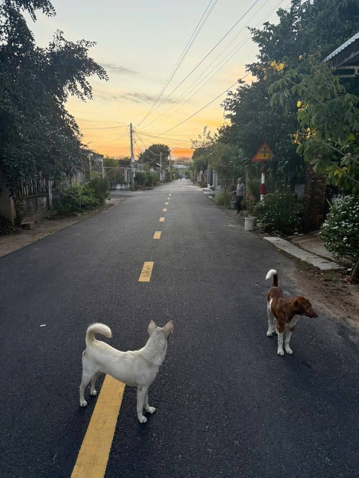 Đất Ấp Tân An Phước Tân 175m² hơn 1 tỷ - Thổ cư 100%