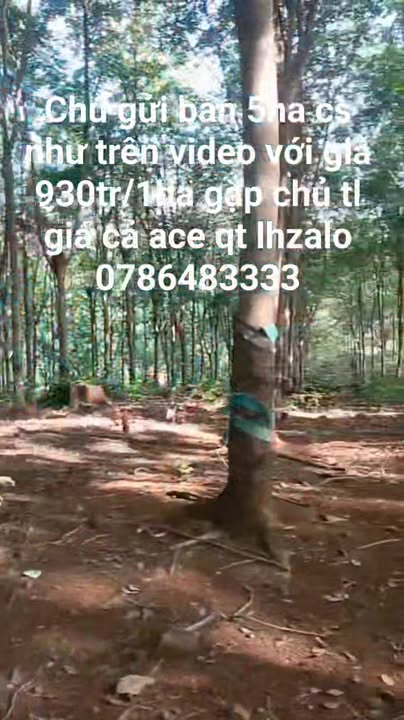 Bán Gấp 5ha Đất Vườn Bình Phước - Giá Tốt 4.65 Tỷ