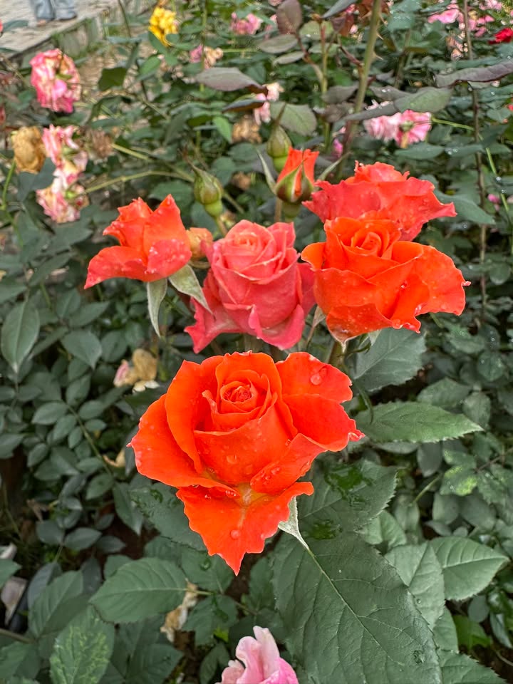 Nhà xưởng Thái Nguyên 1.000m² 25 tỷ - Hoạt động ngay