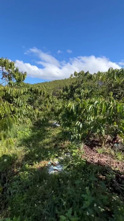 Đất nền Lâm Hà 3600m² giá 1.35 tỷ - Sổ đỏ chính chủ