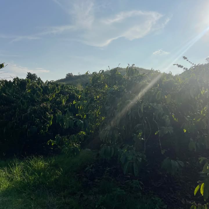 Bán Đất Nền 11000m² Đam Rông, Lâm Đồng - Sổ Đỏ Sẵn Sàng, Giá 1.7 Tỷ