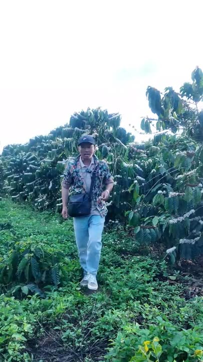 Bán Gấp Đất Vườn Cafe 3.14ha Phi Liêng, Đam Rông - Kinh Doanh Lợi Thế, Giá 7.5 Tỷ