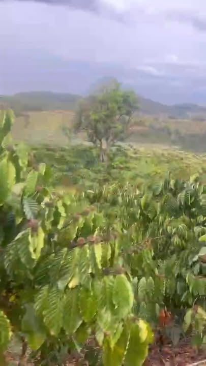 Đất vườn Đinh Văn Lâm Hà 1.1ha thỏa thuận - An yên tĩnh lặng