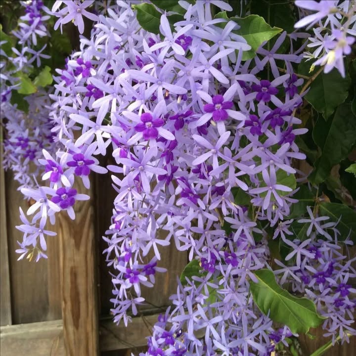 Đất Nền Xuân Lộc 6x68m - Trung Tâm Gia Ray Cũ - Giá 1.56 Tỷ