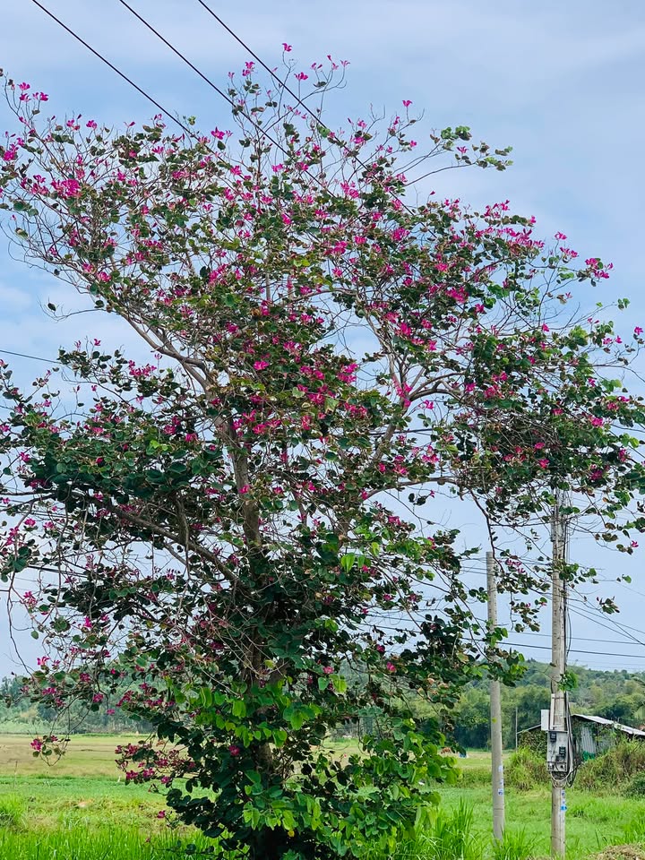 Nhà Phố Nguyễn Văn Linh, Tuy Hoà 51.4m² - Mặt tiền kinh doanh đắc địa!