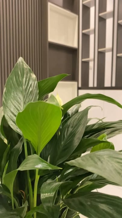 Nhà 5 Tầng Phố Lĩnh Nam 30m² - Sổ Đỏ Riêng - Giảm 150 Triệu