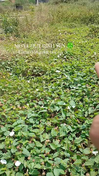 Đất Phước Vĩnh An Củ Chi 190m² Full Thổ Cư - Giá Tốt 2.2 Tỷ