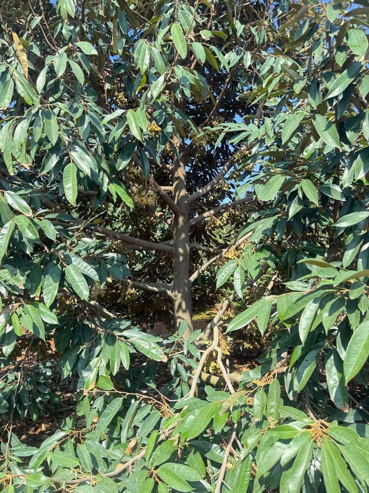 Đất vườn Thôn Cây Xoài 1,2ha 5 tỷ - Nghỉ dưỡng lý tưởng