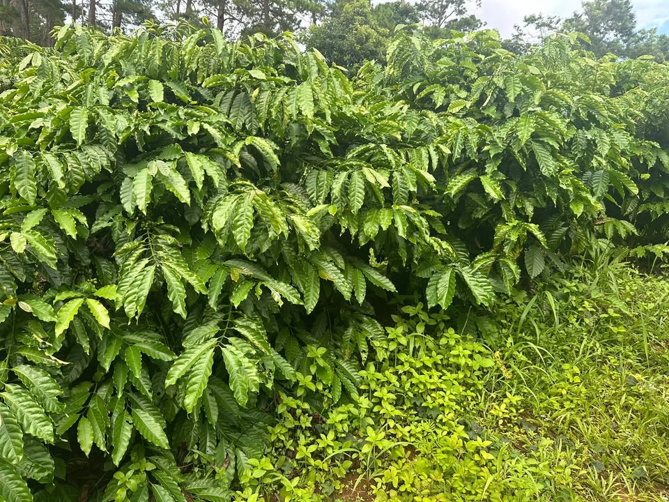 Đất rẫy Nguyễn Lương Bằng, BMT 6000m² - Sổ đỏ chính chủ, giá đầu tư!