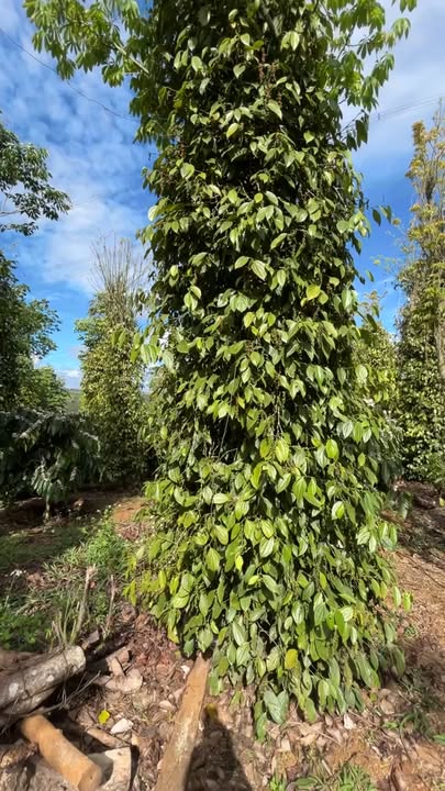 Đất Vườn Đắk Nông 10.000m² - Giá Tốt 2.5 Tỷ - Sẵn Sàng Đầu Tư