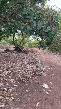 Farm Ia Ba Gia Lai 1.8ha 1.15 tỷ - Sẵn sàng trồng điều