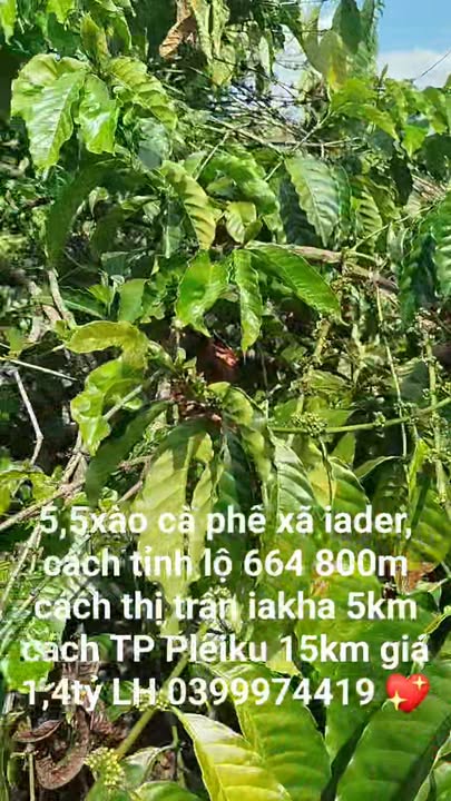 Đất nền Ia Dêr Ia Grai 1.800m² giá 1.4 tỷ - Sổ đỏ chính chủ