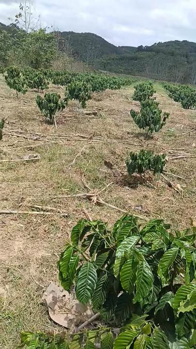 Đất Vườn Đắk Gằn, Đắk Nông 4 Sào - Giá Đầu Tư Tốt!