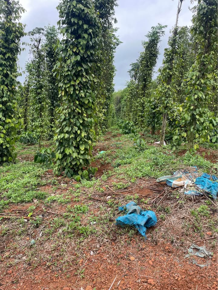 Bán Gấp 2ha Đất Nông Nghiệp Đắk Nông - Vườn Tiêu, Cà Phê, Sầu Riêng Trĩu Quả