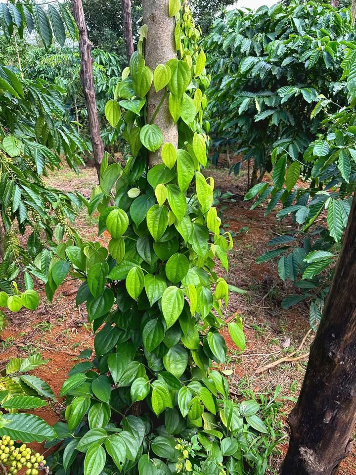 Bán Gấp Đất Vườn 1800m² Sóc Trăng - Giá Chỉ 1.45 Tỷ