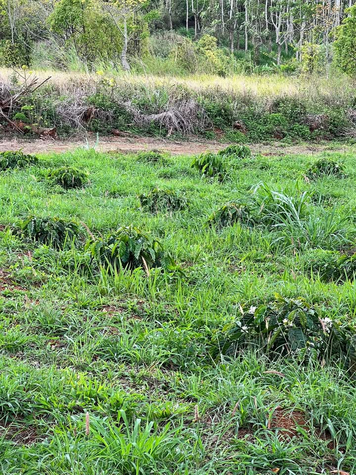 Đất Vườn Đắk Nông 10.000m² - Gần Chợ, Trường Học - Giá 1.45 Tỷ