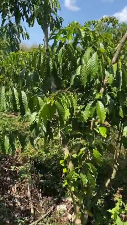 Đất nền Lộc An, Bảo Lâm 1080m² giá 1.85 tỷ - Tiềm năng tăng giá vượt trội!